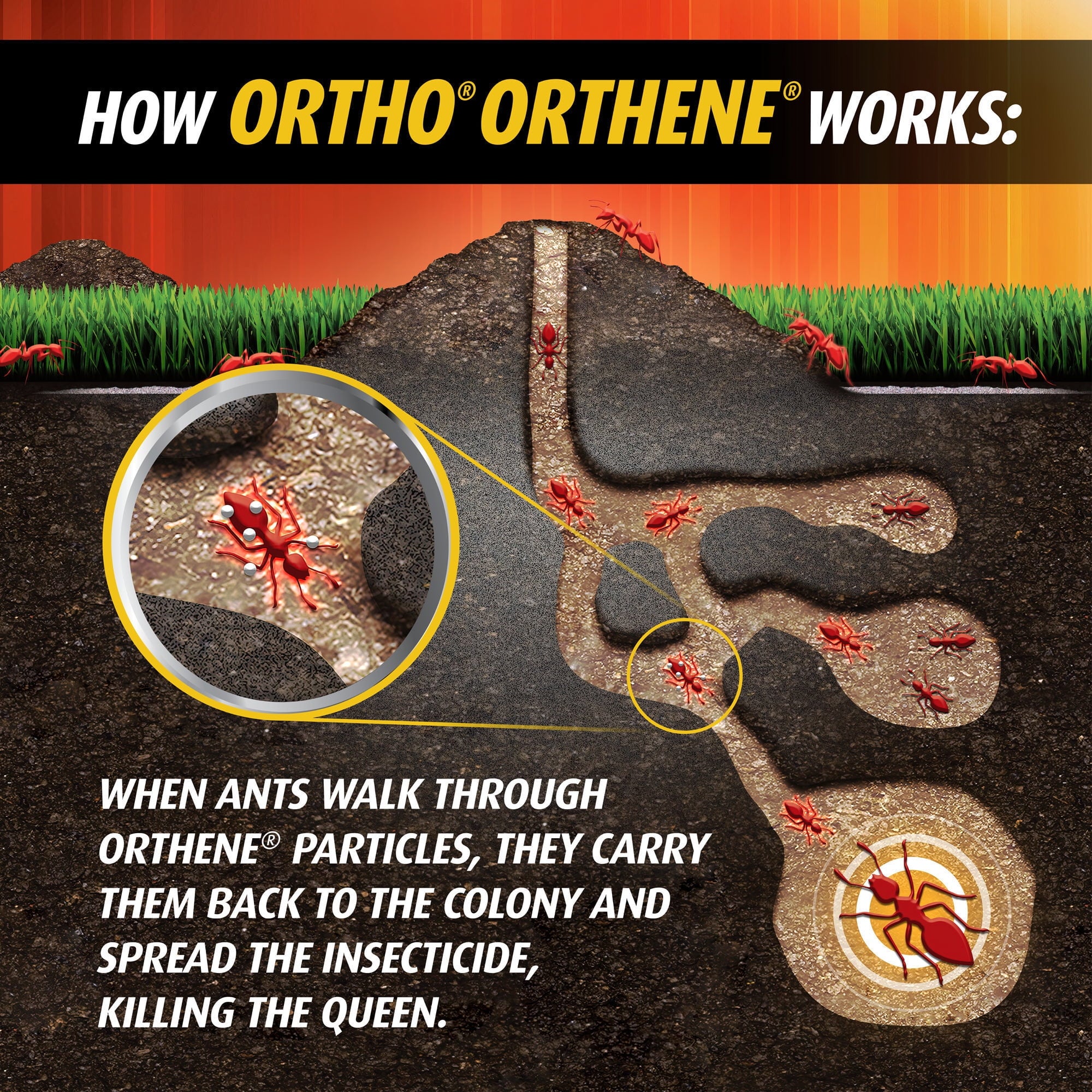 Ortho Orthene Fire Ant Killer1, Kills Queens and Destroys Mounds, 12 oz., 2 -Pack